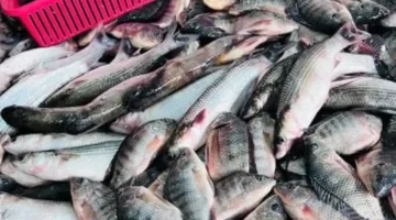 تحديثات الأسعار.. تباين ملحوظ في تكلفة شراء السمك والبلطي بأسواق القليوبية اليوم الأحد